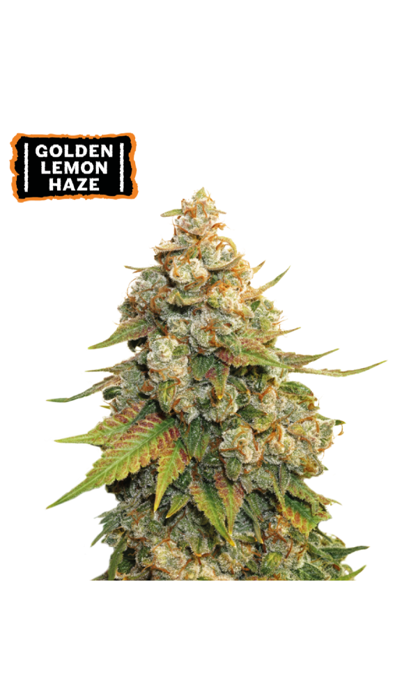 Golden Lemon Haze von Seedstockers