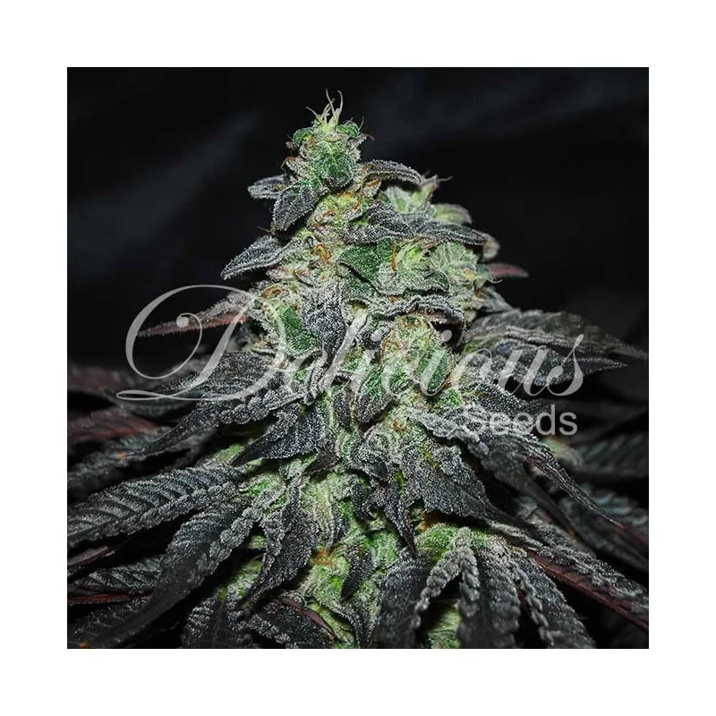 Golosa von Delicious Seeds