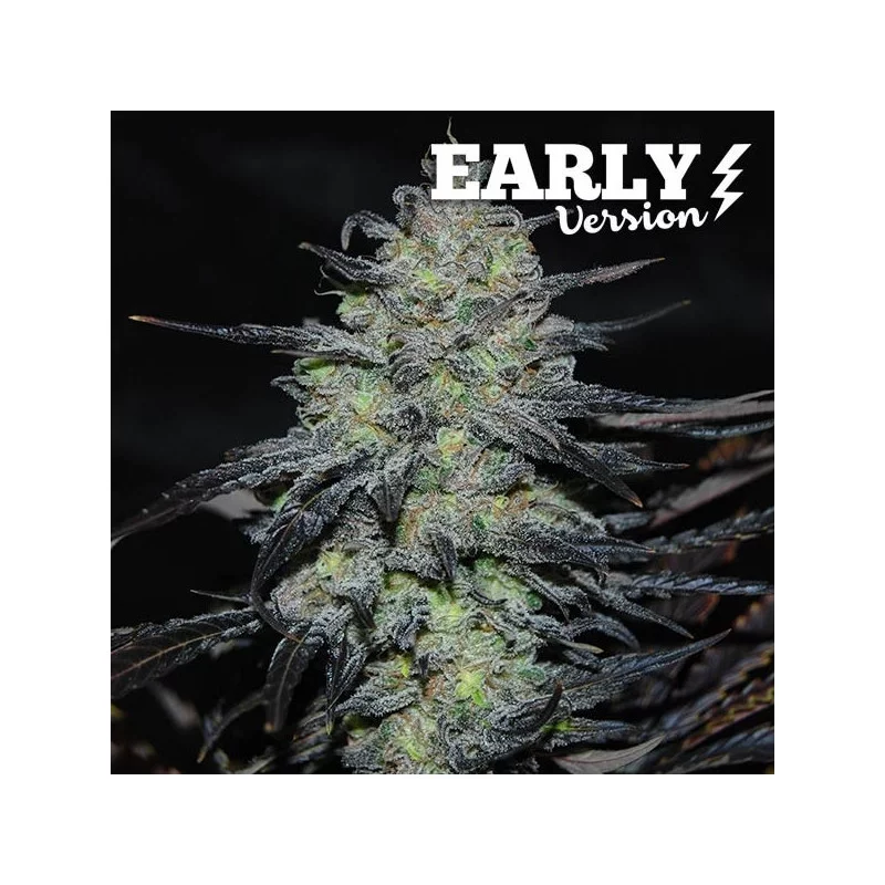 Golosa Early Version von Delicious Seeds