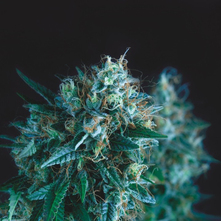 Gorila Fast Pyramid Seeds