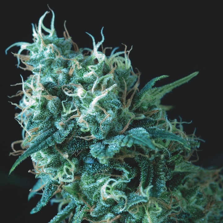 Gorila Pyramid Seeds