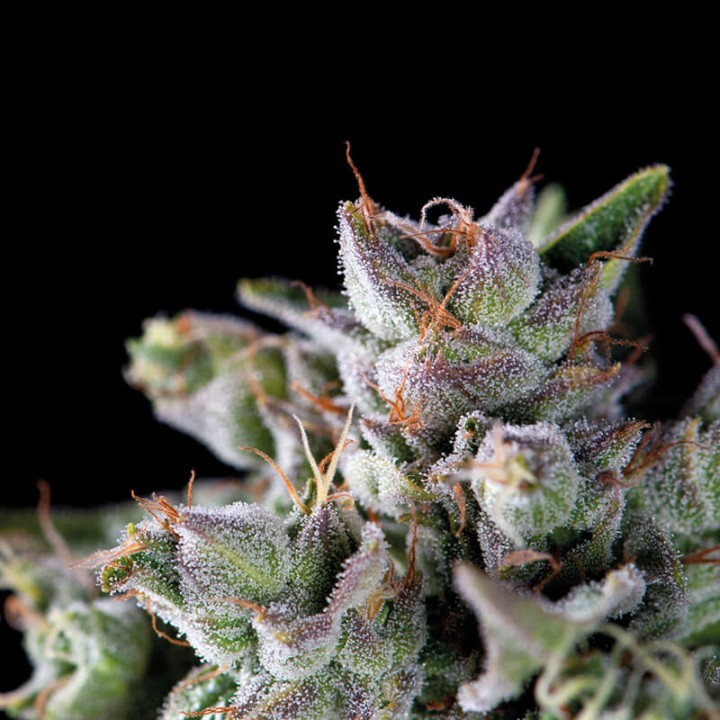Gorila Pyramid Seeds