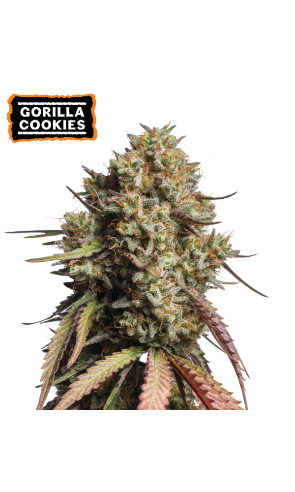 Gorilla Cookies Auto von Seedstockers