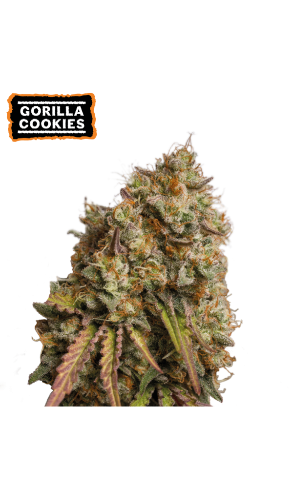 Gorilla Cookies von Seedstockers