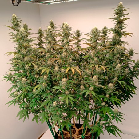 Gorilla Frost Silent Seeds