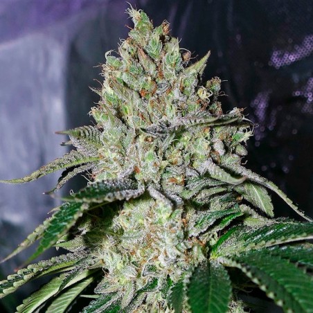 Gorilla Frost Silent Seeds