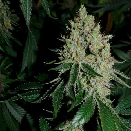 Gorilla Frost Silent Seeds