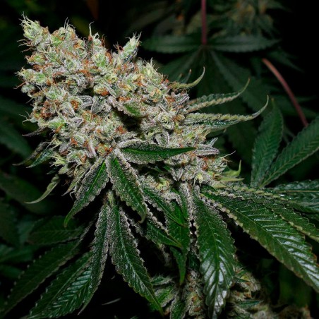 Gorilla Frost Silent Seeds