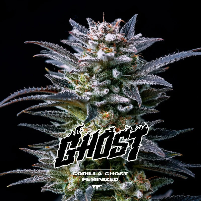 Gorilla Ghost BSF Seeds