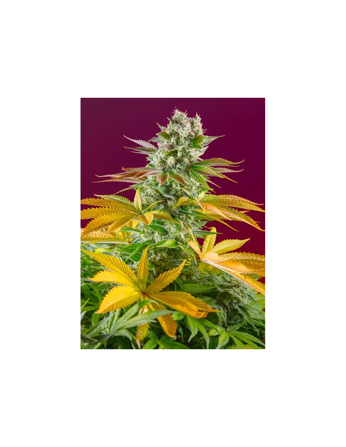Gorilla Girl F1 Fast Version von Sweet Seeds