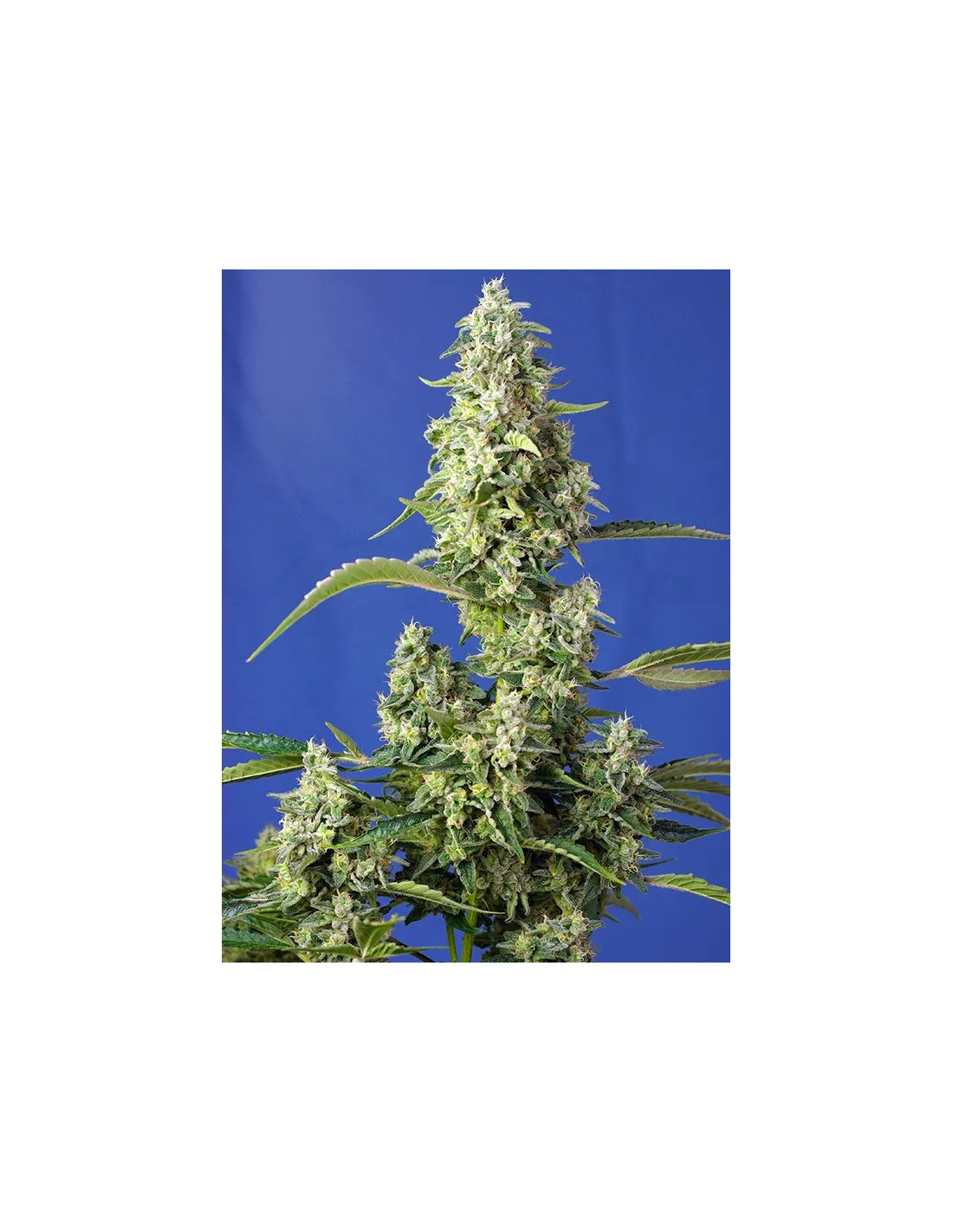 Gorilla Girl XL Auto von Sweet Seeds