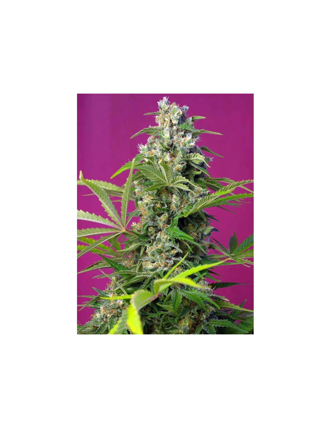 Gorilla Girl 25 St. Sweet Seeds