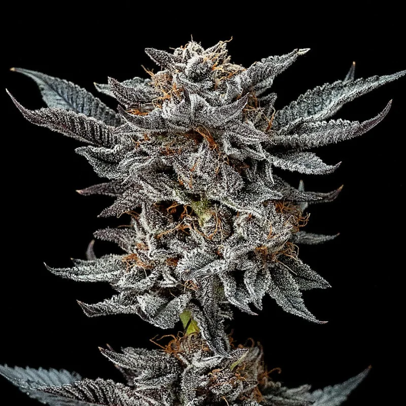 Gorilla Glue 4 BSF Seeds