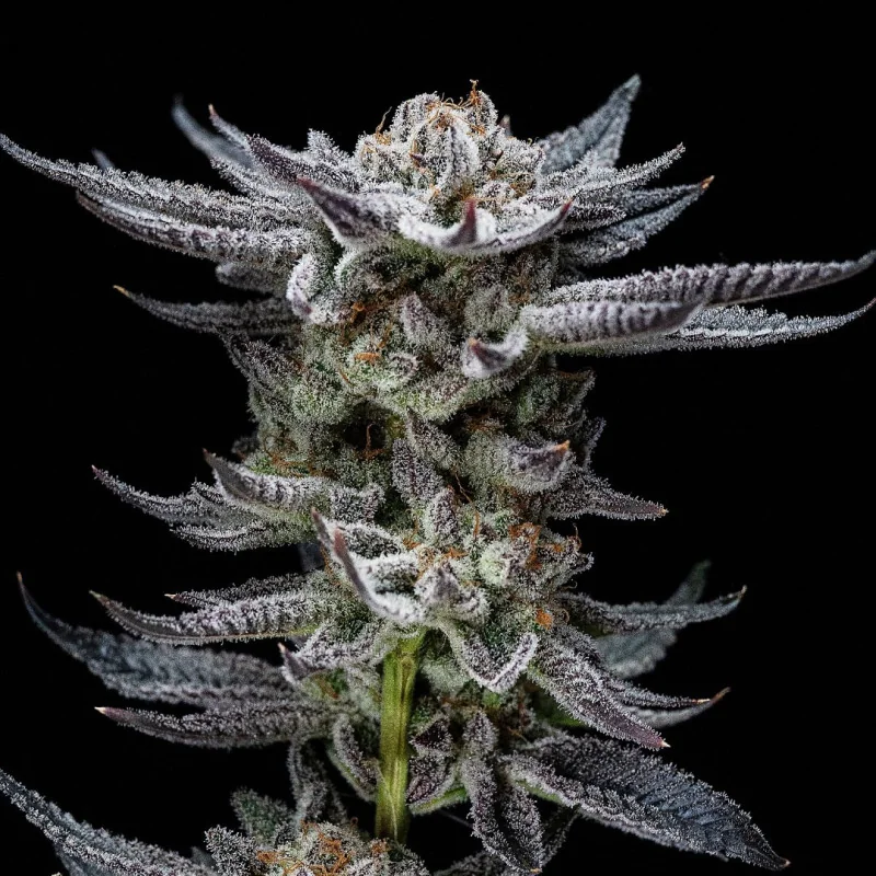 Gorilla Glue Auto BSF Seeds