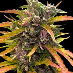GG4 Auto Barney's Farm