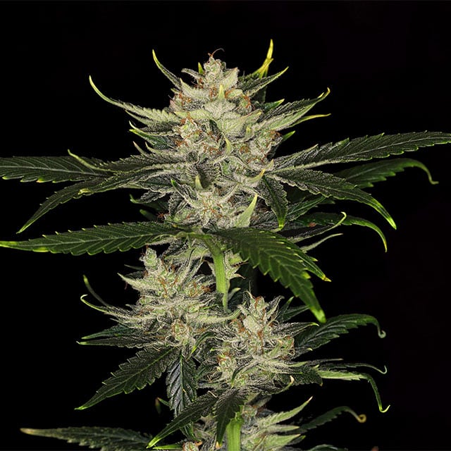 Gorilla King Auto von Kannabia Seed Company
