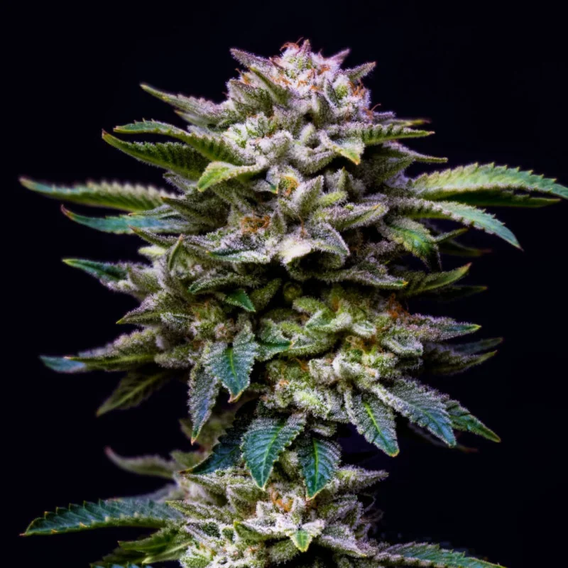 Gorilla Rainbow BSF Seeds