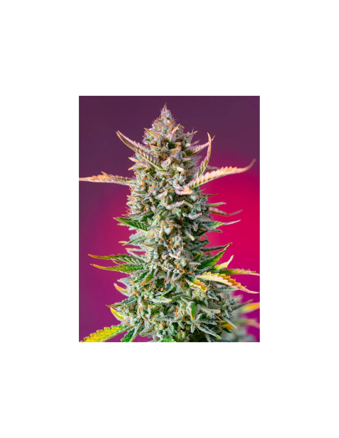 Gorilla Sherbet F1 Fast Version von Sweet Seeds