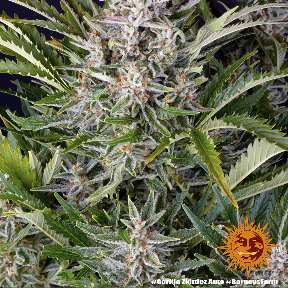 Gorilla Z Auto Barney's Farm