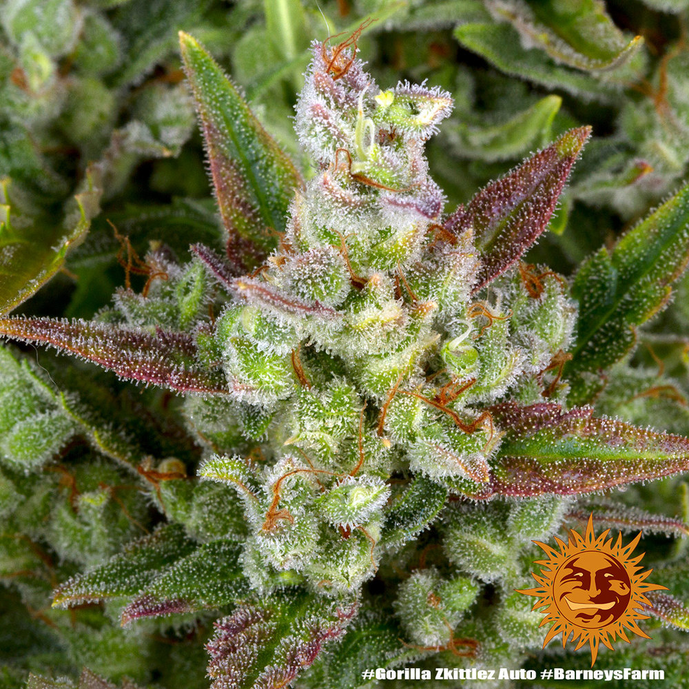Gorilla Z Auto Barney's Farm