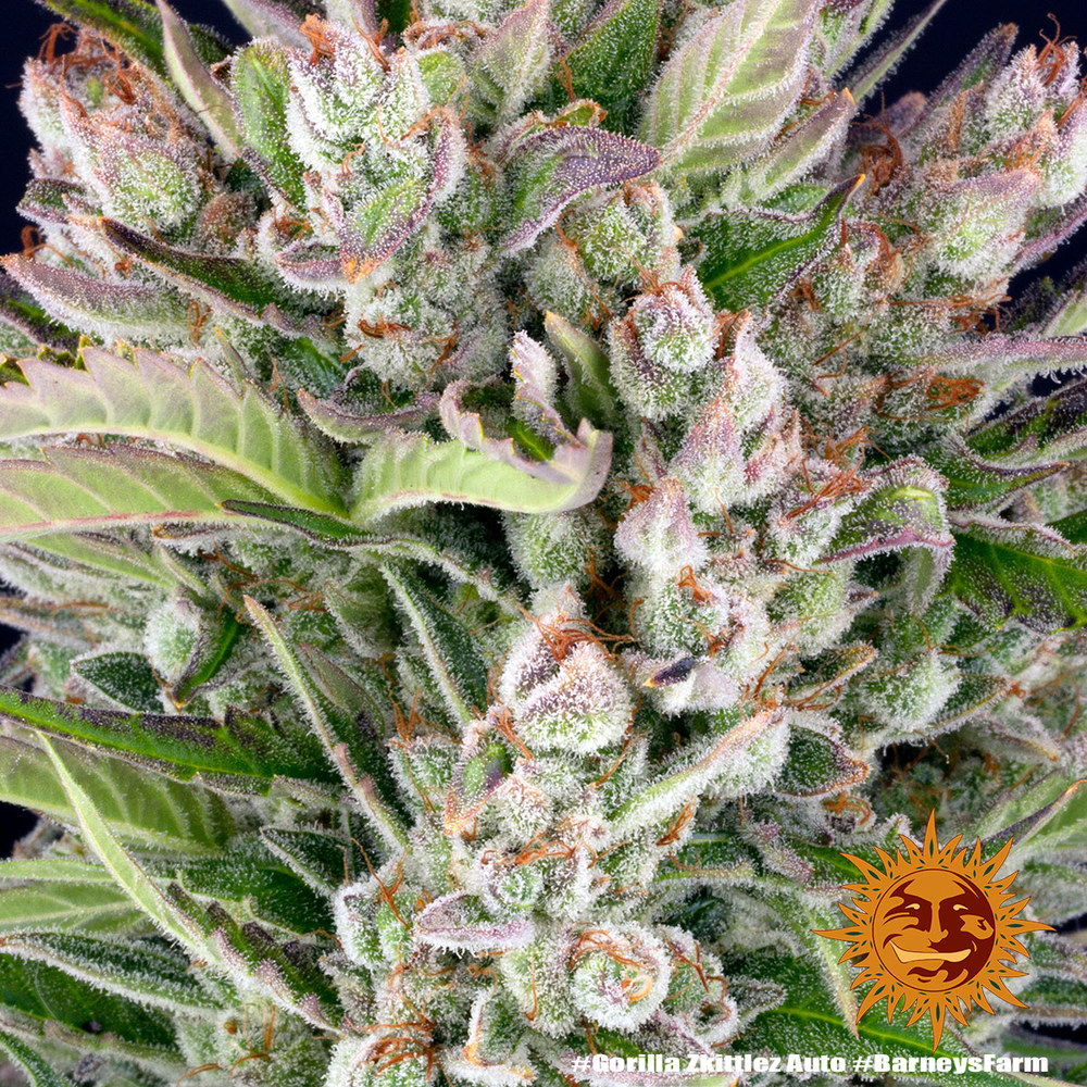 Gorilla Z Auto Barney's Farm