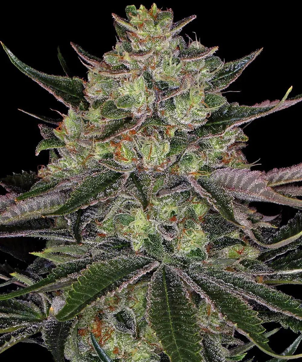 Gorilla Z Barney's Farm