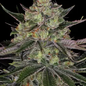 Gorilla Z Barney's Farm