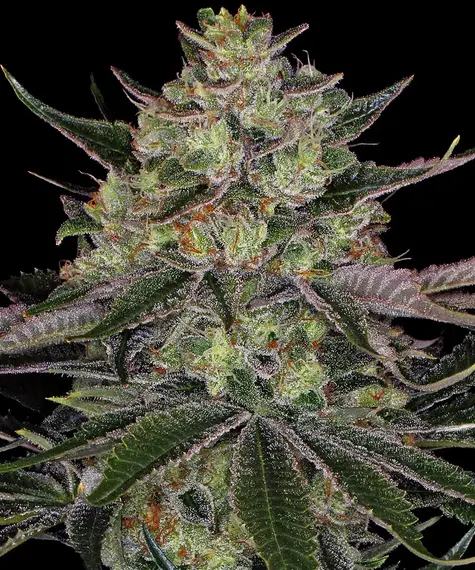 Gorilla Z Barney's Farm
