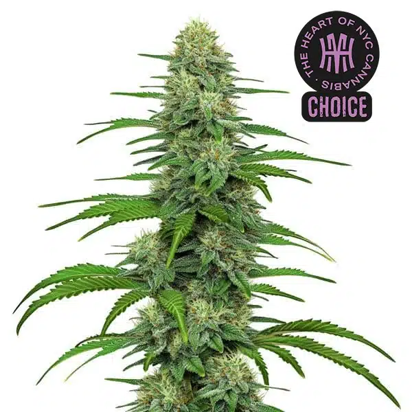 GG4 HMC Edition Blimburn Seeds