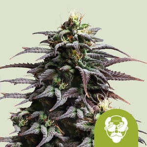 Granddaddy Purple Auto von Royal Queen Seeds