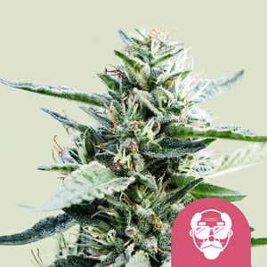 Granddaddy Purple von Royal Queen Seeds