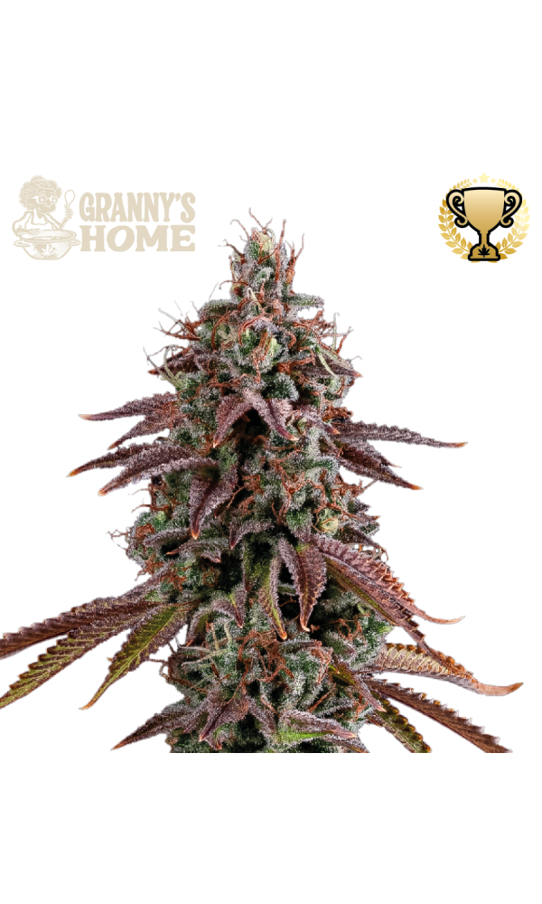 Granny's Home von Seedstockers