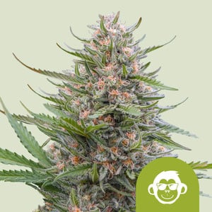 Grape Ape Auto von Royal Queen Seeds