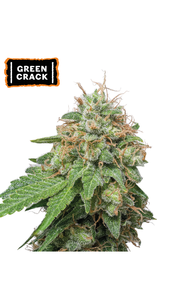 Green Crack Auto von Seedstockers