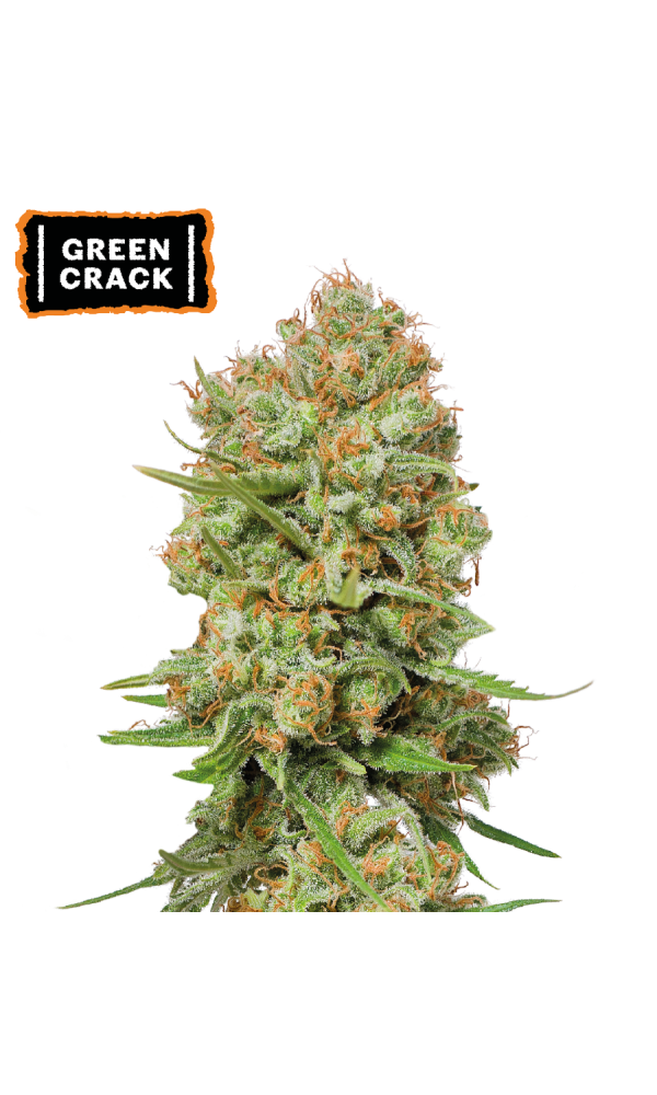 Green Crack von Seedstockers