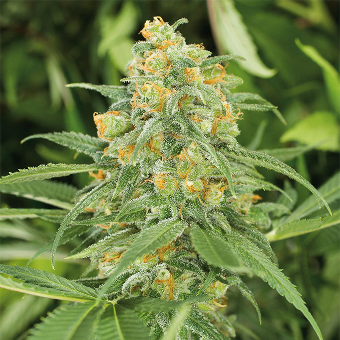 Green Crack von Humboldt Seed Organisation