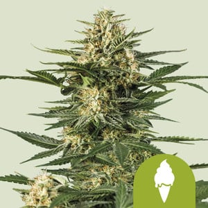 Green Gelato Auto von Royal Queen Seeds