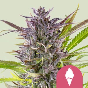 Green Gelato 1 St. Royal Queen Seeds