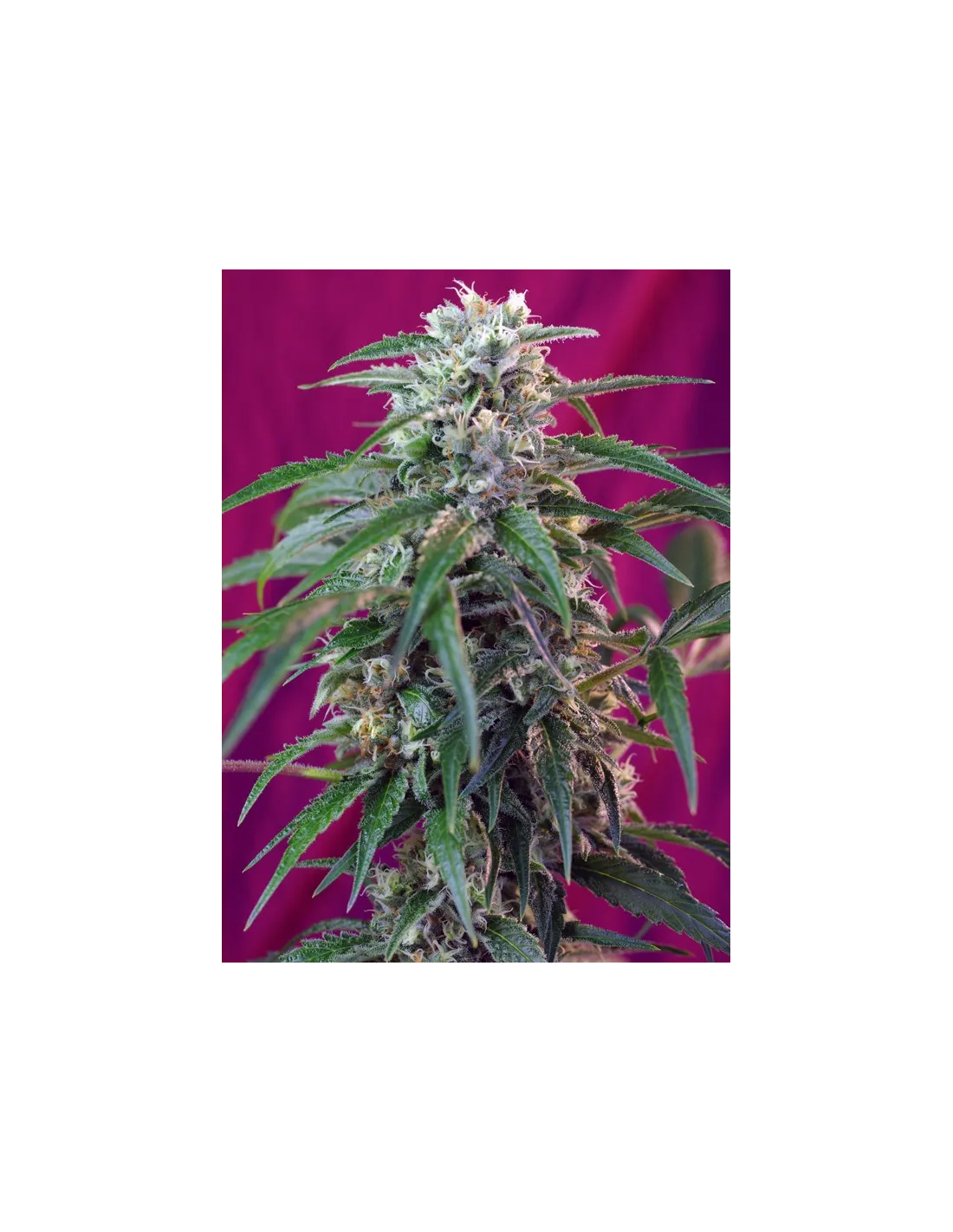Green Poison Auto von Sweet Seeds