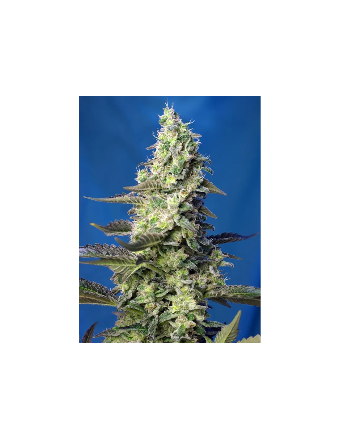 Green Poison XL Auto von Sweet Seeds