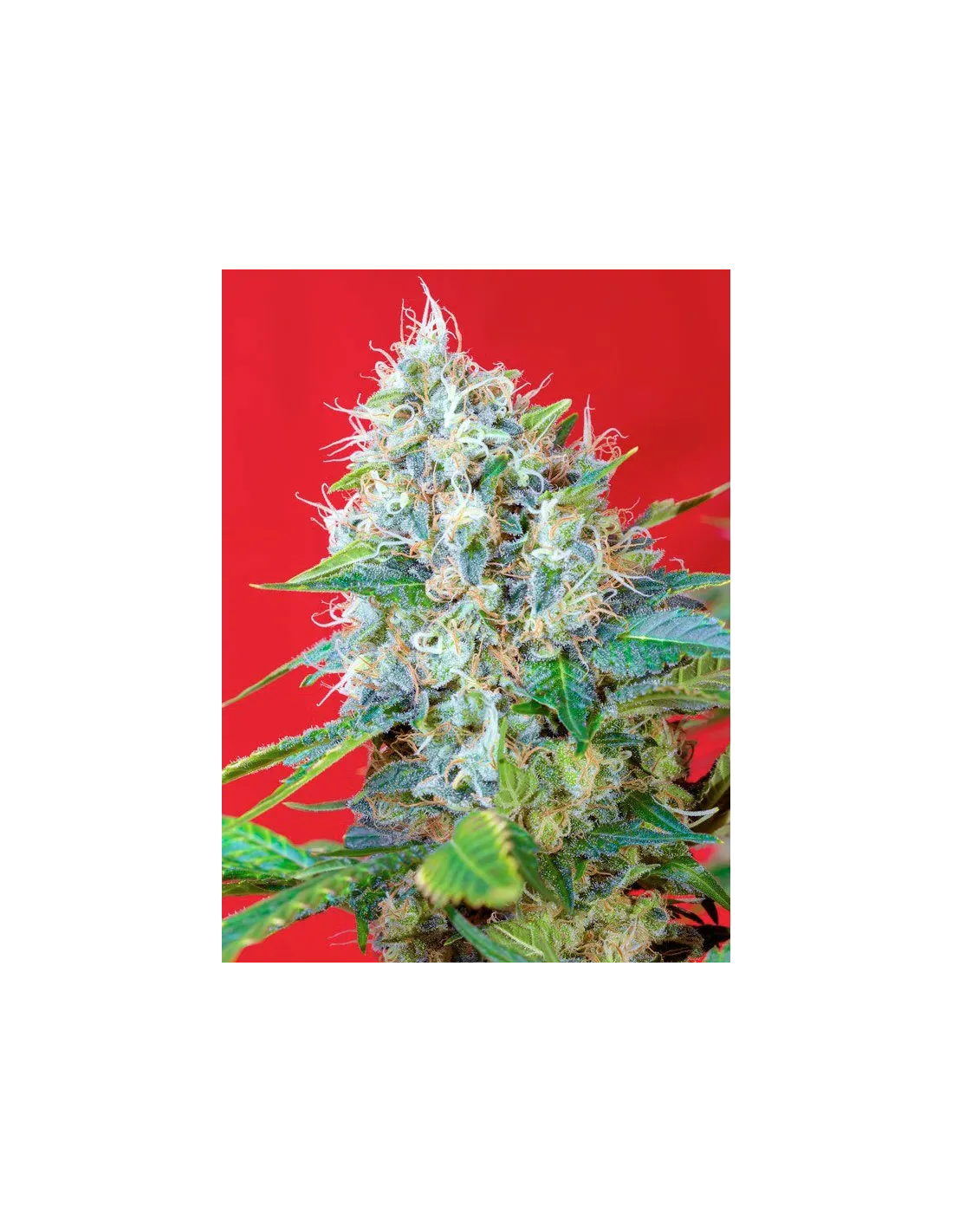 Green Poison 100 St. Sweet Seeds