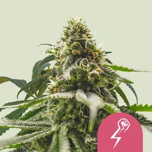 Green Crack Punch von Royal Queen Seeds