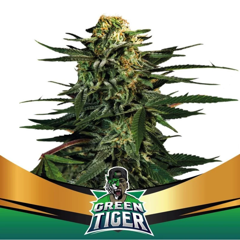 Green Tiger BSF Seeds