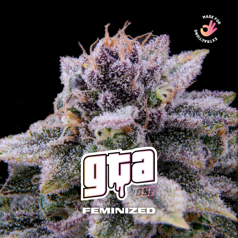 GTA BSF Seeds
