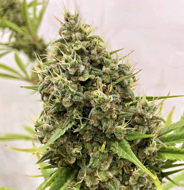 Guawi von ACE Seeds