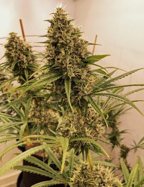 Guawi von ACE Seeds