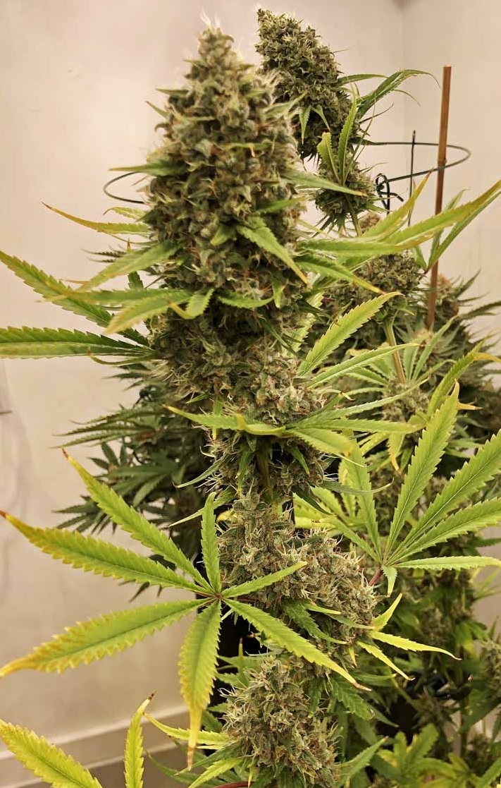 Guawi von ACE Seeds
