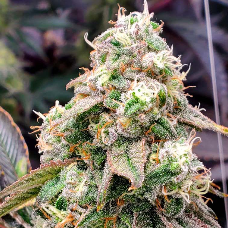 Gushers Fast Flowering von Humboldt Seed Organisation