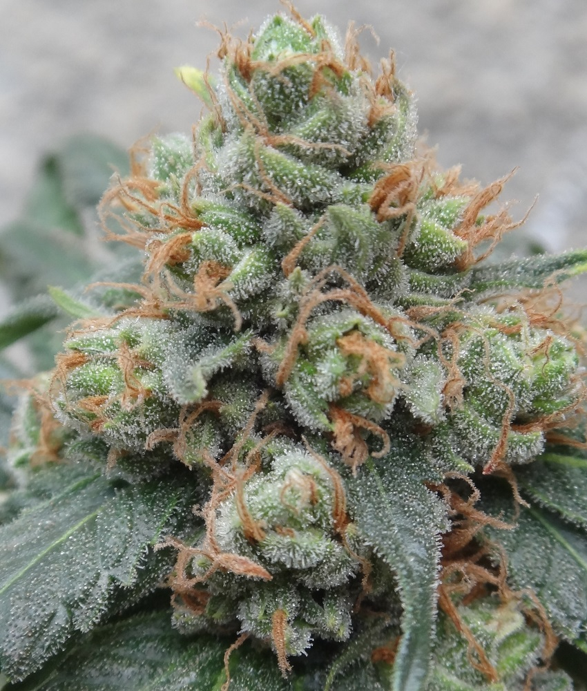 HashTonic von ACE Seeds