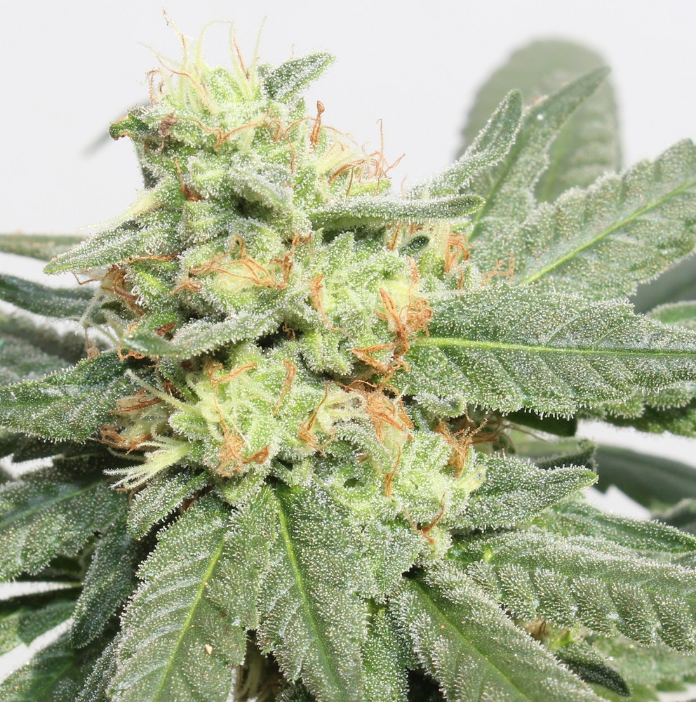 HashTonic von ACE Seeds